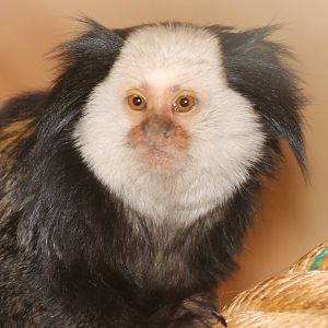 White-faced marmoset