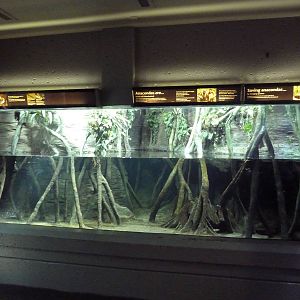 Green Anaconda/Diving Lizard Exhibit