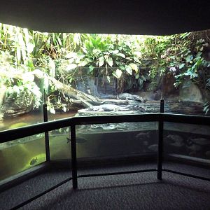 Yacare Caiman Exhibit