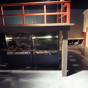 $45 Million Expansion (2014) - Clownfish Cove Kid Tunnels