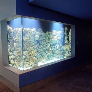 $45 Million Expansion (2014) - Coral Reefs of the Red Sea Exhibit (7 Specie