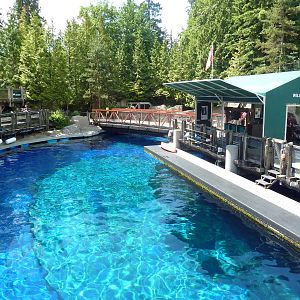 Pacific White-Sided Dolphin Pool
