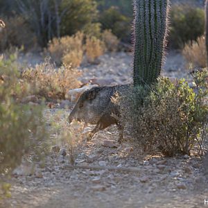 javelina at sunset