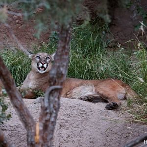 young male puma