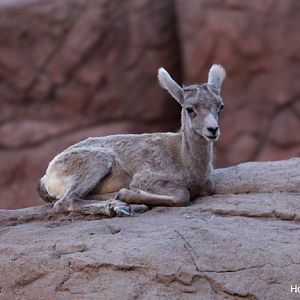 bighorn lamb