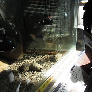 Burmese star tortoise