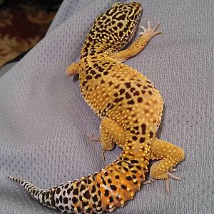 Leopard Gecko