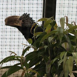 Silvery-cheeked hornbill