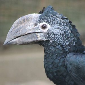 Black and white casqued hornbill
