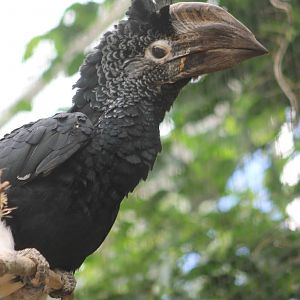 Black and white casqued hornbill