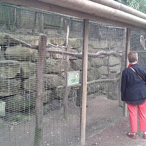 Aviary Salmon-crested cockatoo