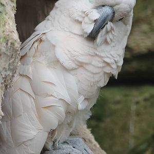 Salmon-crested cockatoo
