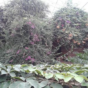 Inside the Tropical house