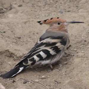 Hoopoe