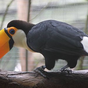 Toco toucan