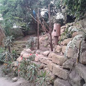 Blue and yellow macaw enclosure