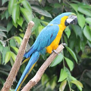 Blue and yellow macaw