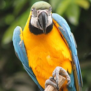 Blue and yellow macaw