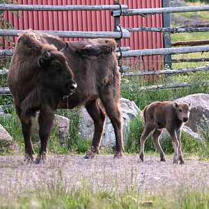 Avesta, in the middle of the nature