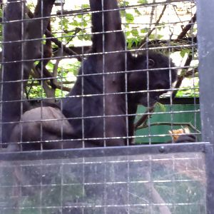 What kind of spider monkey is it?