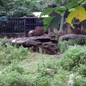 American bison exhibt