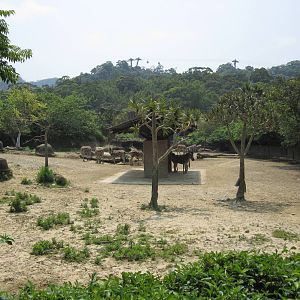 Chapman's zebra enclosure