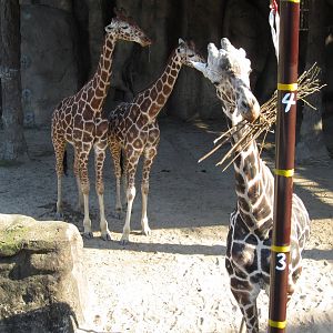 What subspecies is the giraffe front ?