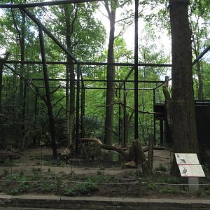 New king vulture aviary