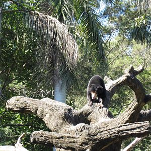 Malayan sun bear