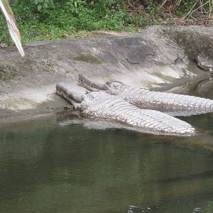 False Gharial