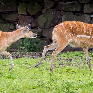 Sitatunga : Chester : 16 Jun 2014