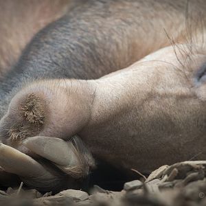 Aardvark : Chester : 16 Jun 2014