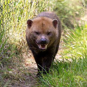 Bush dog : Chester : 16 Jun 2014