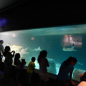 Jun. 2014 - Oceans - Smooth Dogfish + Cownose Ray + Wobbegong Shark + Emper