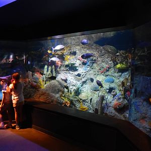 Jun. 2014 - Oceans - Coral Reef Tank (18 Species)