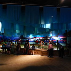 Jun. 2014 - Oceans - Smooth Dogfish Touch Pool Tank