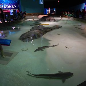 Jun. 2014 - Oceans - Smooth Dogfish Touch Pool Tank