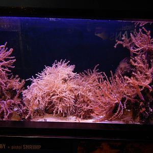 Jun. 2014 - Oceans - Yellow Prawn Goby + Pistol Shrimp Exhibit