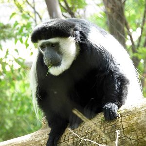 Colobus Monkey