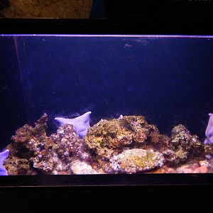 Jun. 2014 - Oceans - Bat Star + Blood Star Exhibit