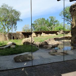 Lion Exhibit