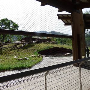 Lion Exhibit
