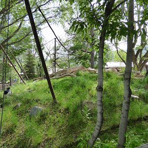 Primate Forest - Colobus