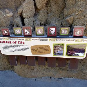 Lion Exhibit - Graphics
