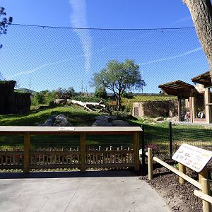 Lion Exhibit