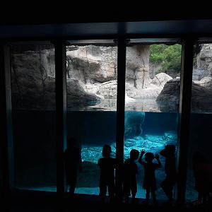 Jun. 2014 - Marine Mammals - Polar Bear Underwater Viewing