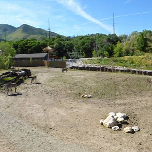 African Savanna Exhibit
