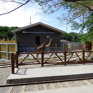 African Savanna - Giraffe Side-yard