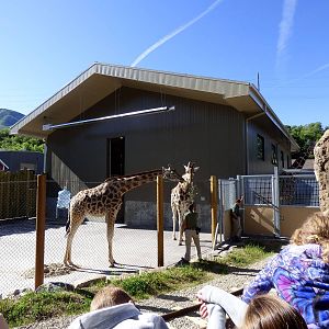 African Savanna - Giraffe Side-yard