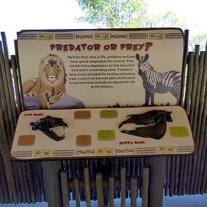 African Savanna - Graphic